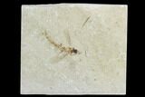Fossil Flying Fish (Exocoetoides) - Lebanon #124003-1